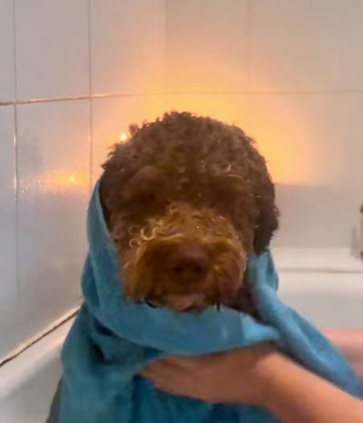 Alfie